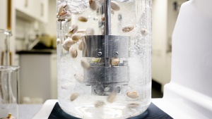 AFLATOXIN TESTING still See for yourself what High Shear Mixers can do