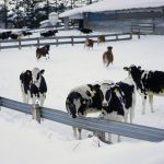 New Landia digester mixing system for farm-based biogas plant in Japan
