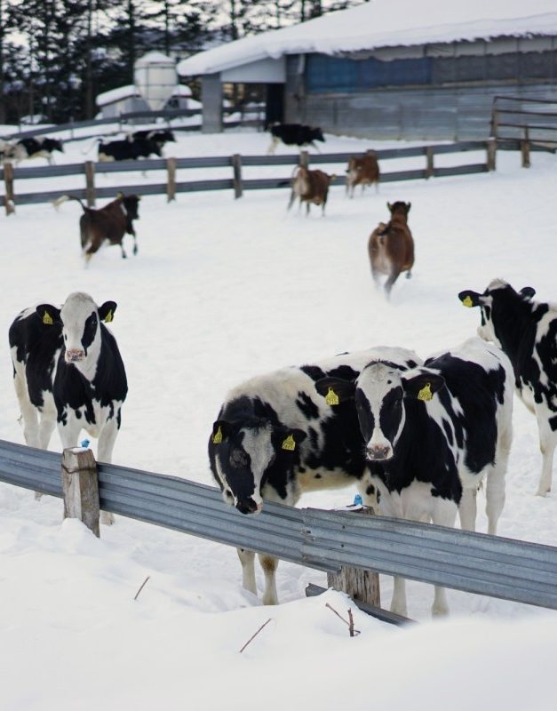 New Landia digester mixing system for farm-based biogas plant in Japan