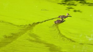 Using20BloomIQ20means20being20able20to20actively20predict20alglal20blooms Kohtari’s new BloomIQ platform predicts algal blooms